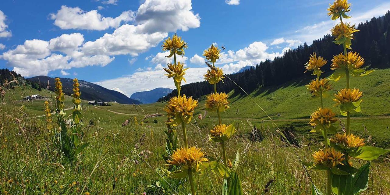 Gite Les LanfiannesThorens-Glières エクステリア 写真